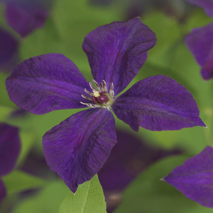 Clematis vit. Polish Spirit - Clematis - Fiore rosa - ↕40cm - Ø11cm - 2x