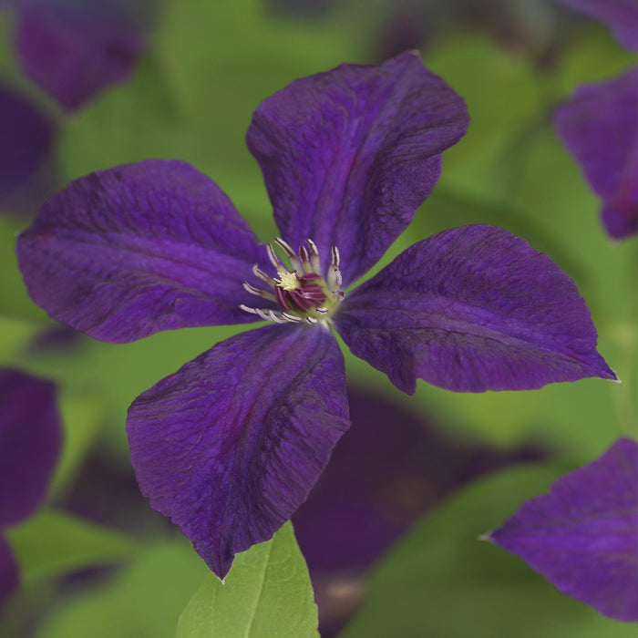 Clematis vit. Polish Spirit - Bosrank - Bloem Roze  - ↕40cm - Ø11cm - 2x