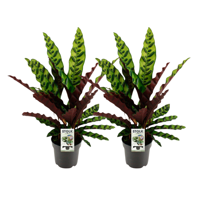 Calathea Lancifolia Insignis - ↕45cm - Ø14cm - 2x