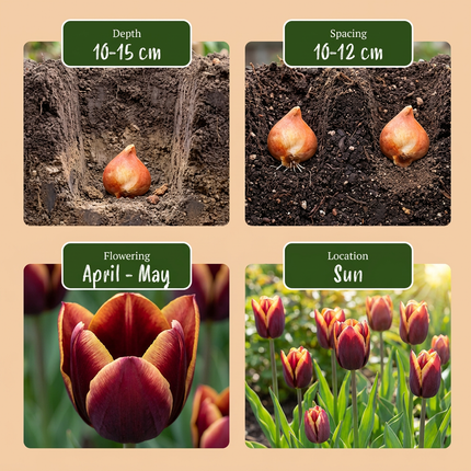 60x Tulipa My Favourite Topping - Bloembollen - Tulp My Favourite Topping - Diversen - Voorjaarsbloeier - Bolmaat 11/12