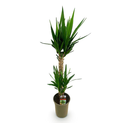 Yucca Elephantipes - ↕120cm - Ø19cm