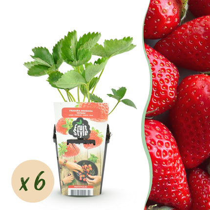 Erdbeerpflanzen – Fragaria elvira – Winterhart – 6 Pflanzen – 9-cm-Topf – Rote Erdbeere