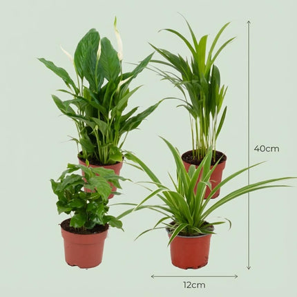 Luchtzuiverende Kamerplanten - Plantenbox - ↕30-40cm - Ø12cm