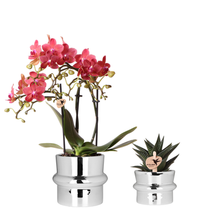 Kolibri Orchids | Plantenset Chrome - Rode Phalaenopsis Orchidee Blossom Congo & Succulent