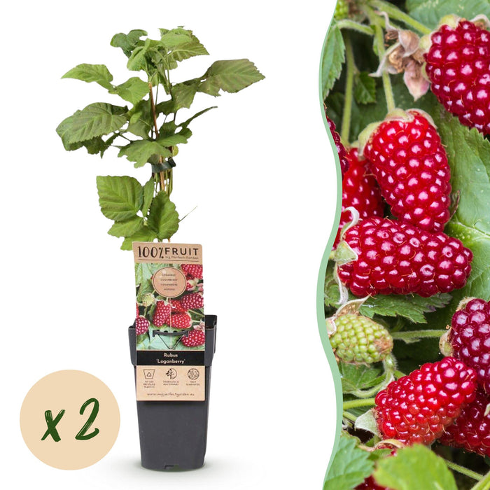 Rubus Thornless Loganberry - Braamboos - Rode Vrucht - ↕50cm - Ø15cm - 2x