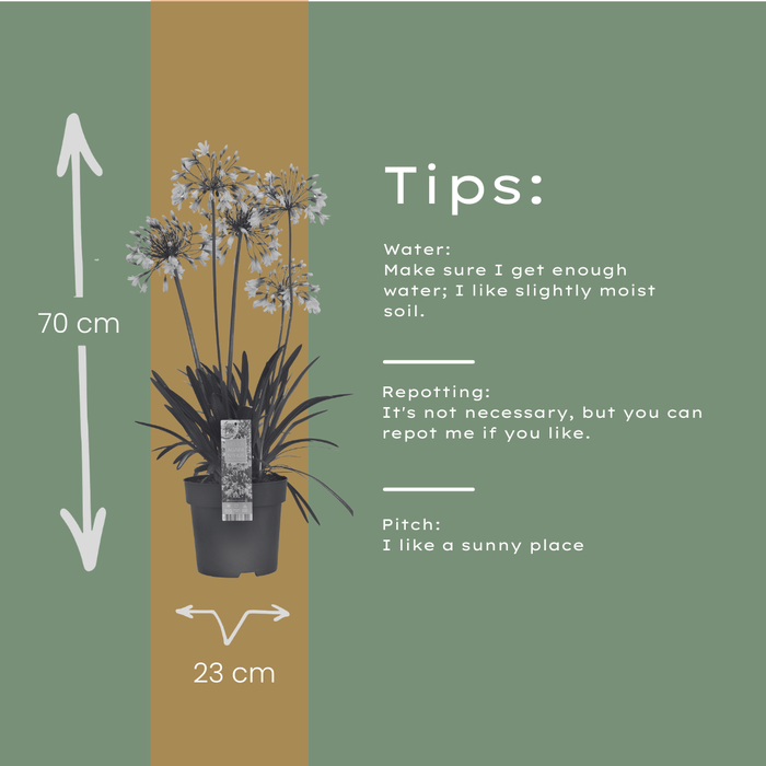 Agapanthus 'Fireworks' - Afrikaanse Lelie - ↕70cm - Ø23cm