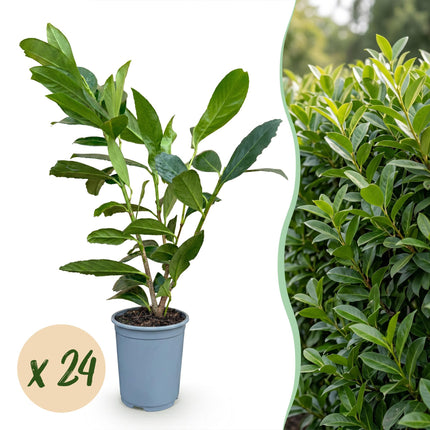 Prunus laur. Caucasica - Laurierkers - 24x Haagplanten - Groenblijvend - Groen - Pot 9cm - Hoogte 25-35cm