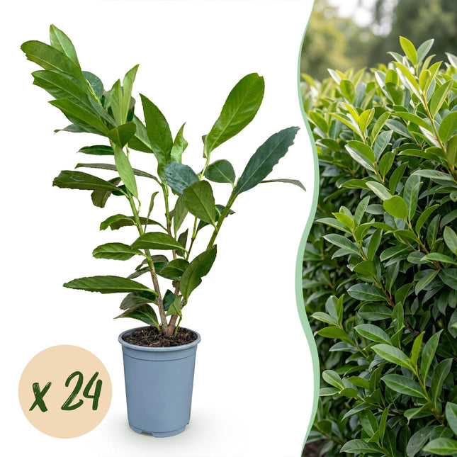 Prunus laur. Caucasica - Laurierkers - 24x Haagplanten - Groenblijvend - Groen - Pot 9cm - Hoogte 25-35cm