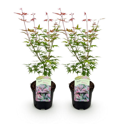 Japansk ahorn - Acer palmatum Phoenix - Lyserød - ↕70cm - Ø19cm - 2x