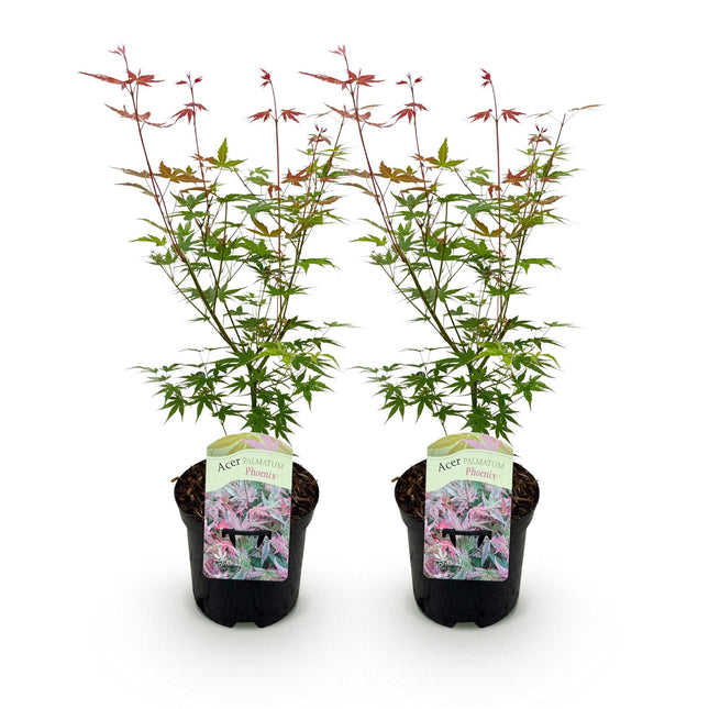 Japanese Maple - Acer palmatum Phoenix - Pink - ↕70cm - Ø19cm - 2x