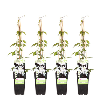 Clematis Montana 'Grandiflora' - Forest vine - ↕65cm - Ø15cm - 4x