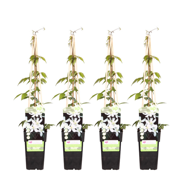 Clematis Montana 'Grandiflora' - Bosrank - ↕65cm - Ø15cm - 4x