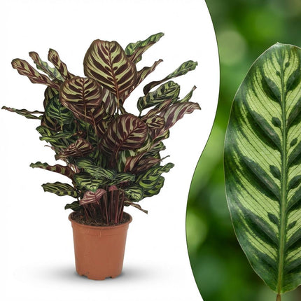 Calathea Makoyana - Peacock plant - ↕70cm - Ø19cm