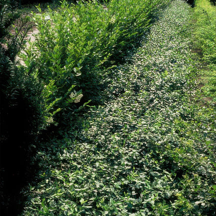 Euonymus Fortunei radicans - Sombrero de cardenal - ↕10-25cm - Ø9cm - 24x