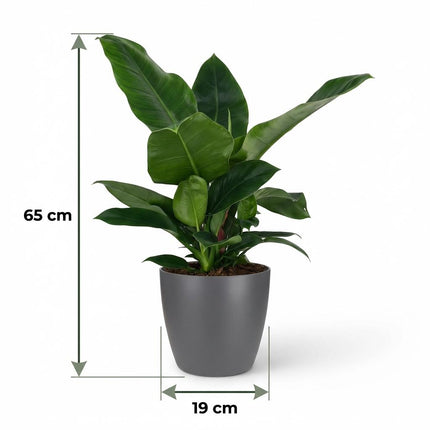 Philodendron Imperial Green - met grijze pot - ↕65cm - Ø19cm
