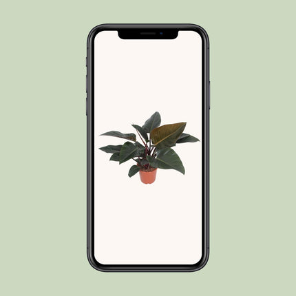 Philodendron Congo Red - ↕80cm - Ø27cm