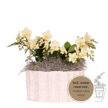 Kolibri Orchids | Gele Jungle Bouquet Botanic Yellow in Oyster Dish
