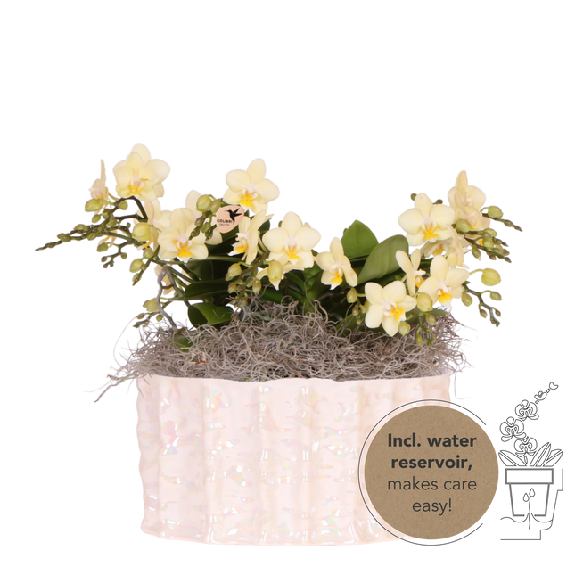 Kolibri Orchids | Gult Jungle-bukett botaniskt gul i ostronskål