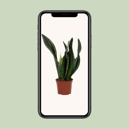 Sansevieria Whitney - Vrouwentong - ↕27cm - Ø12cm
