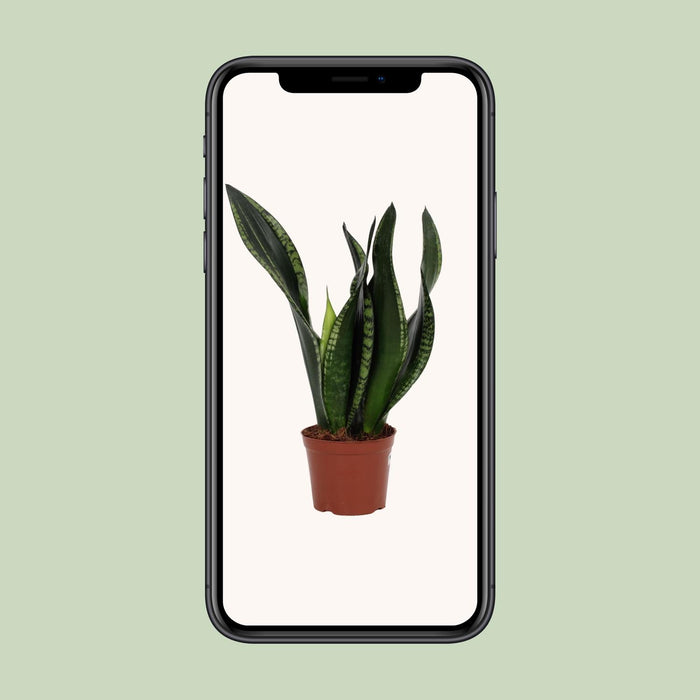 Sansevieria Whitney - Vrouwentong - ↕27cm - Ø12cm