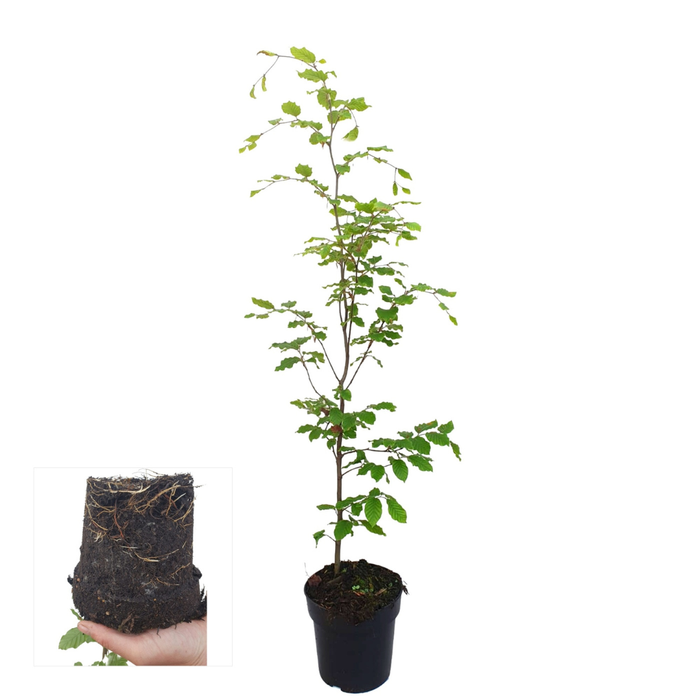 Fagus sylvatica - Beukenhaag - Palletdeal - ↕80-100cm - Ø19cm - 50x