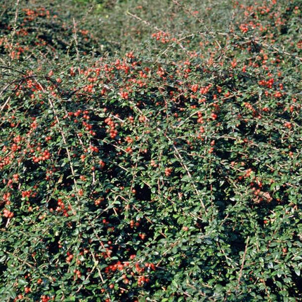 Cotoneaster Suecicus 'Coral Beauty' - ↕10-25cm - Ø9cm - 48x