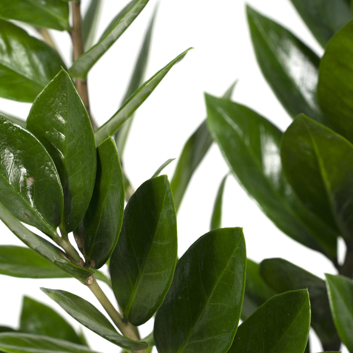 Zamioculcas Zamiifolia - ZZ Plant - ↕70cm - Ø17cm