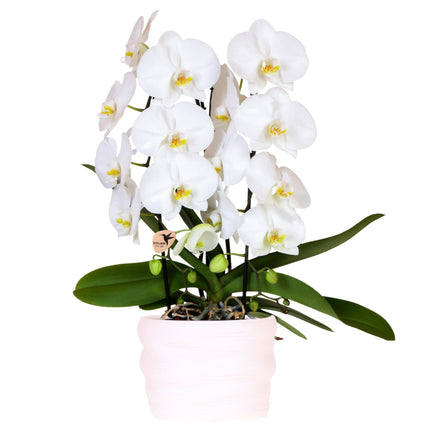 Orchidée colibri | Orchidée Niagara Falls blanche de 12 cm en pot Como avec réservoir d'eau