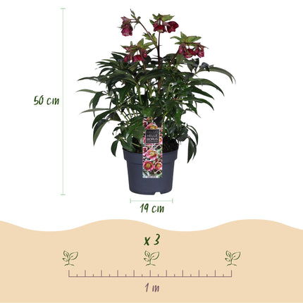 Lenzrose (Helleborus dacaya) – Rosa Blüte – Immergrün – Topf: 19 cm, Höhe: 50 cm