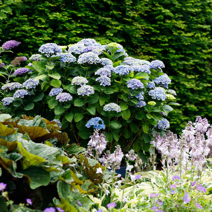 Hortensia - Hydrangea Magical Revolution Blue - Blauw - 6-10 Bloemen - ↕55cm - Ø23cm