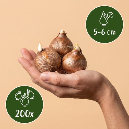 200x Crocus Species mix - Bloembollen - Krokus soortenmix - Diversen - Verwilderingsbol - Bolmaat 5/6