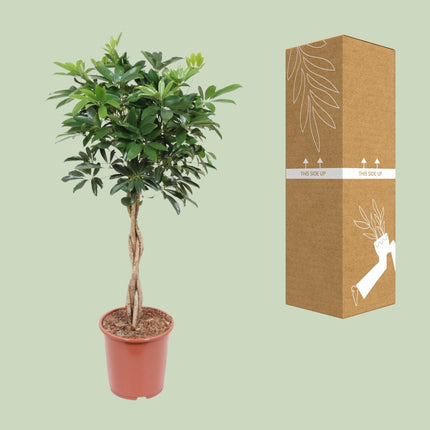 Schefflera Arboricola Compacta - ↕120cm - Ø27cm