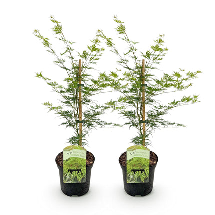 Japansk Ahorn - Acer palmatum Emerald Lace - Grøn - ↕70cm - Ø19cm - 2x