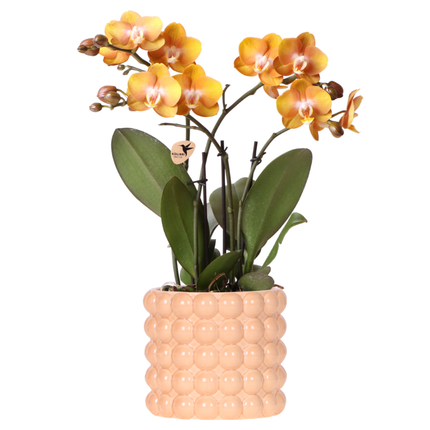 Kolibri Orchids | Orchidée Las Vegas orange/jaune + cache-pot Poppy Peach – Ø12cm