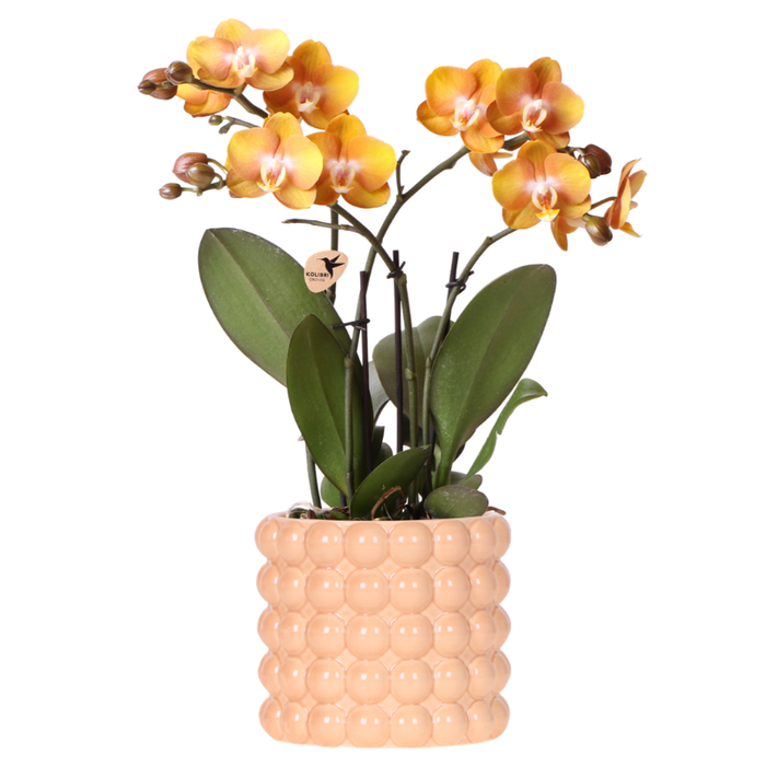 Kolibri Orchids | Las Vegas orchidee oranje/geel + Poppy Peach sierpot – potmaat Ø12cm | bloeiende kamerplant – vers van de kweker