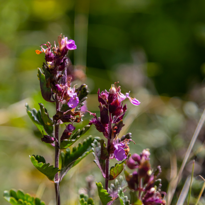 48x Teucrium lucidrys - ↕10-25cm - Ø9cm