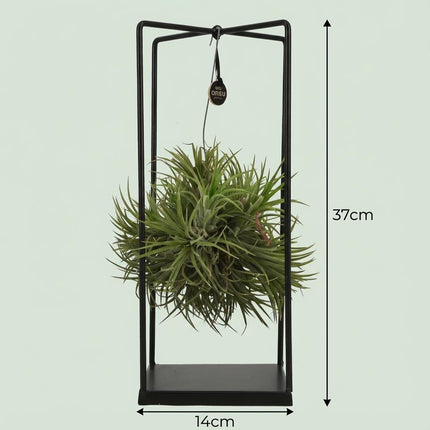 Tillandsia Air Plant in Decor - ↕37cm - Ø14cm