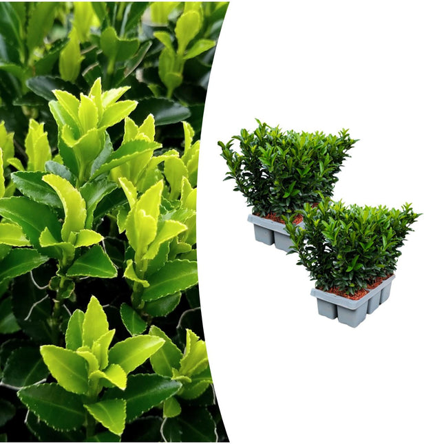 Euonymus 'Green Spire' - Cappello del cardinale - ↕15cm - Ø7cm - 12x