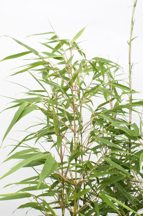 Fargesia rufa - Niet woekerende bamboe - ↕60cm - Ø19cm