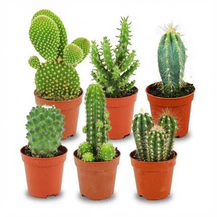 Mini cactus (lot de 6) - ↕5-10 cm - Ø5,5 cm