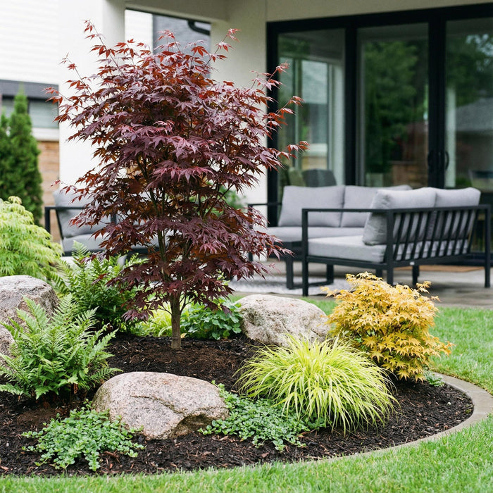 Acer palmatum Bloodgood - Japanse Esdoorn - Bladverliezend - Rood - 1 - Pot 26cm - Hoogte 90cm