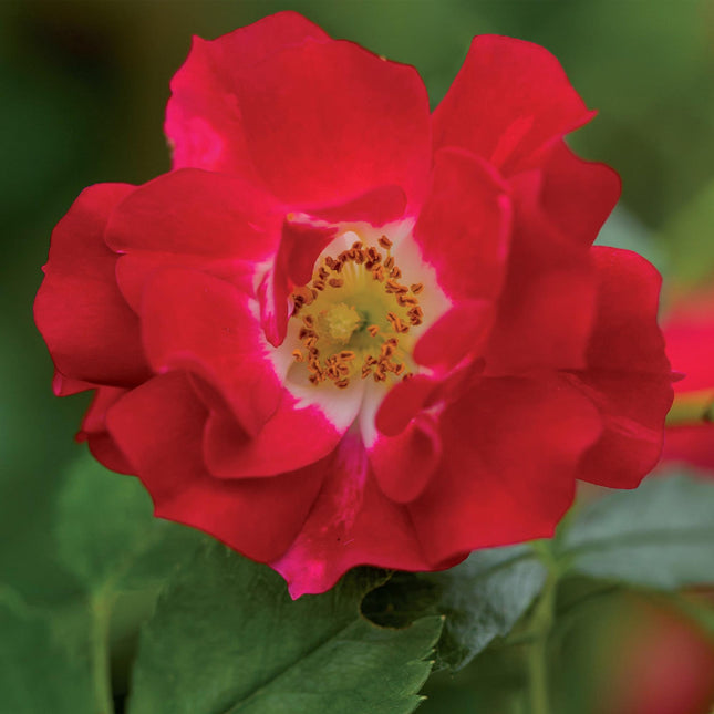 Kletterrose – Rosa Red Queen – Rote Blüten – Pflegeleicht – 2 Pflanzen – Topf: 11 cm, Höhe: 40 cm
