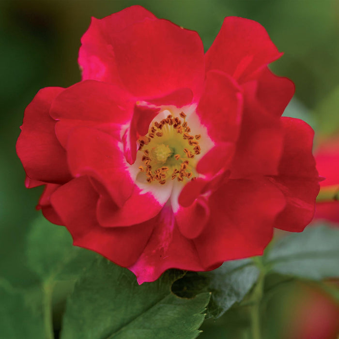 Klimroos - Rosa Red Queen - Bloem Rood - Weinig onderhoud - 2 planten - Pot 11cm Hoogte 40cm