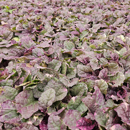 Ajuga reptans 'Burgundy Glow' - Kruipend Zenegroen - ↕10-25cm - Ø9cm - 48x