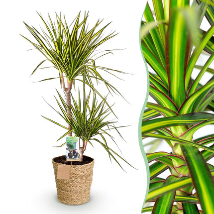 Dracaena Sunray - Arbre dragon - avec panier - Vert - Pot de 21 cm - Hauteur 90-100 cm