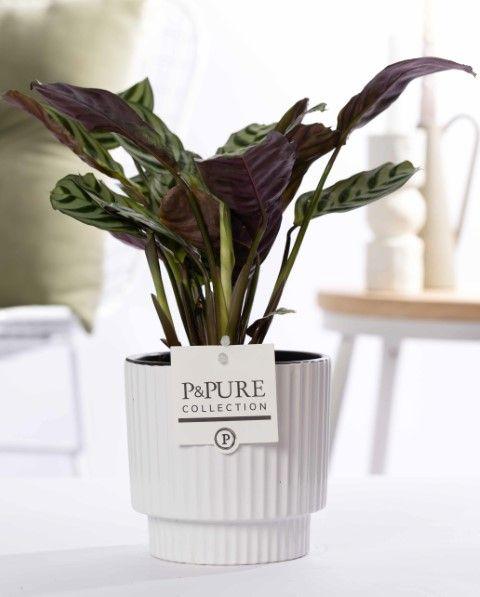 Ctenanthe Burle Marxii en cerámica P&PURE Ivy, blanco brillante - ↕25cm - Ø12cm