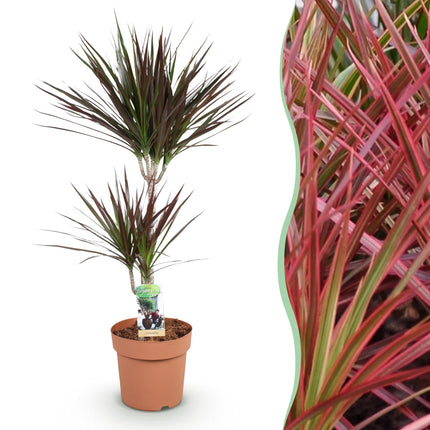 Dracaena Magenta - Dragon Tree - ↕90-100cm - Ø21cm