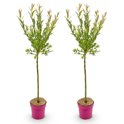 Salix Flamingo - Flamingo Wilg op stam - Ø19cm - ↕90-100cm - 2x