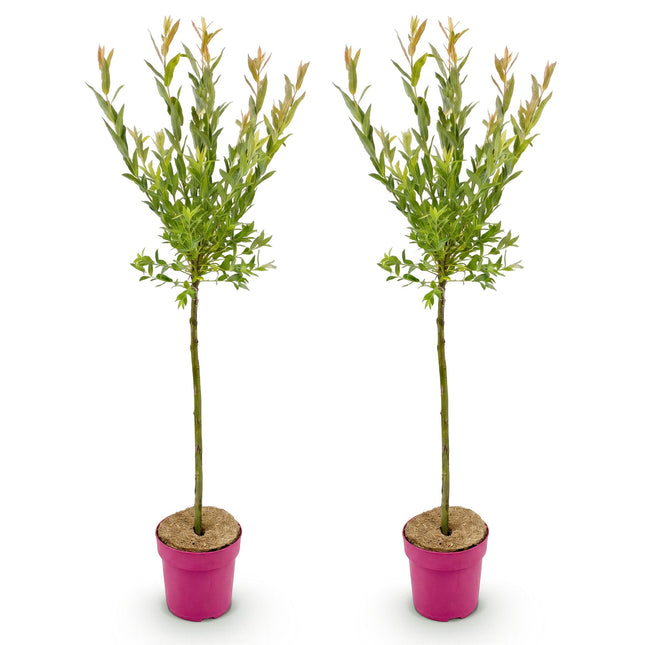 Salix Flamingo - Flamingo Wilg op stam - Ø19cm - ↕90-100cm - 2x