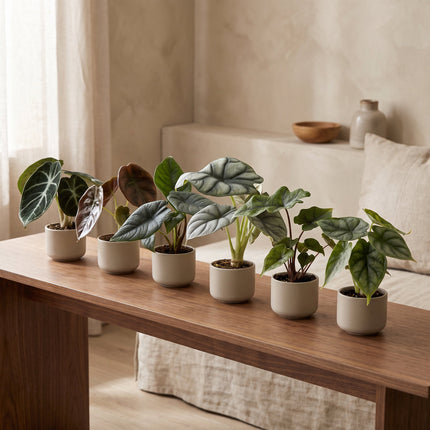 Baby Alocasia Familie 6x - Rood - Groen - Zwart - Zilver - Grijs - Tropisch - Ø6cm - ↕12cm